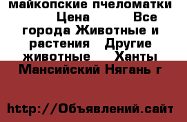  майкопские пчеломатки F-1  › Цена ­ 800 - Все города Животные и растения » Другие животные   . Ханты-Мансийский,Нягань г.